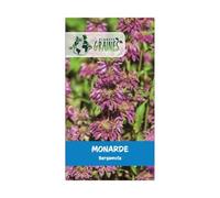 500 graines de Monarda citriodora - Monarde citronée - Bergamote citronée - Aromatique et ornementale