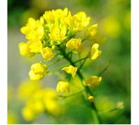 500 Graines de Moutarde Blanche - plantes aromatique potager méthode BIO