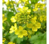 500 Graines de Moutarde Blanche - SemiSauvage Permaculture