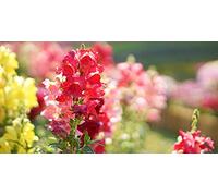 500 Graines de Muflier - Gueule de loup fleurs plante jardin - semences paysannes reproductibles - SemiSauvage