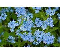 500 Graines de Myosotis Royal Bleu - plantes fleurs- semences paysannes reproductibles - SemiSauvage