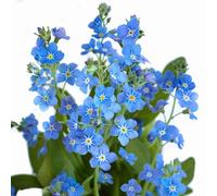 500 Graines de Myosotis Royal Bleu - SemiSauvage Permaculture