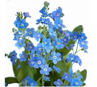 500 Graines de Myosotis Royal Bleu - plantes fleurs- semences paysannes reproductibles - SemiSauvage