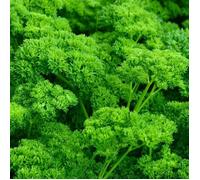 500 Graines de Persil Frisé - plante aromatique - légumes potager méthode BIO