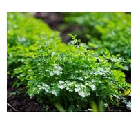 500 Graines De Persil Plat