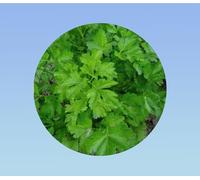 500 graines de persil plat d'italie - petroselinum crispum - aromatique savoureuse pour cuisine et potager