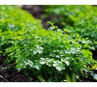 500 Graines de Persil Plat - plante aromatique - semences paysannes reproductibles - SemiSauvage