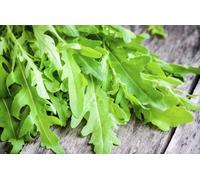 500 Graines De Roquette