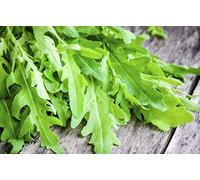 500 Graines de Roquette - plante aromatique - légumes jardin potager méthode BIO