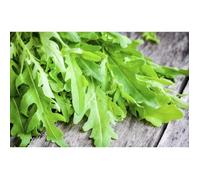 500 Graines de Roquette - plante aromatique - légumes jardin potager méthode BIO