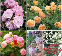 500 graines de rosier, rosier grimpant, floraison toute l'année, belles fleurs, convient pour la plantation sur balcon de cour et jardin