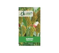 500 Graines de Sorgho - Céréale Ancien et Fourragère - Adaptée à la Sécheresse engrais vert - utilisés dans les bouquets frais ou séchés