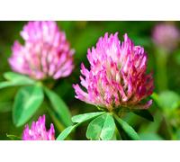 500 Graines De Trèfle Rouge