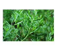 500 Graines d'Estragon - plante aromatique - herbe jardin potager méthode BIO