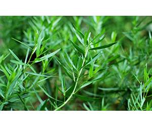 500 Graines d'Estragon - plante aromatique - herbe jardin potager - Semences Paysannes