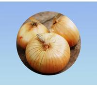 500 graines d'Oignon - Ailsa Craig