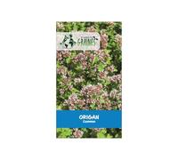 500 Graines d'Origan commun (Origanum vulgare) pour un jardin aromatique - Facile à cultiver