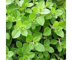 500 Graines d'Origan - plante aromatique jardin - semences paysannes