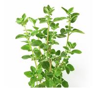 500 Graines d'Origan - SemiSauvage Permaculture