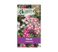 500 graines phlox twinkles - fleurs étoilées - Drummond de phlox Twinkle étoiles - graines Phlox Drummonda - phlox rampant, fleurs de massifs, bordure ...