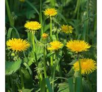 500 Graines Semences de Pissenlis Pissenlit - Jaune - Fleur - 27