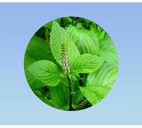 500 graines shiso vert - perilla - persil japonnais - cuisine japonnaise - plante aromatique