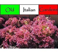 500 Lolla Rossa Heirloom graines de laitue non OGM non hybrides Belle et savoureux