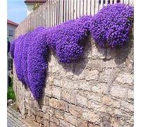 500 Pièces Graines de Cresson de Roche, Graines de Thym Serpolet Plante Vivace Couvre-Sol, Graine de Thym Rampant Faciles à Cultiver, Graine Fleurs à Semer pour Jardin, Violet
