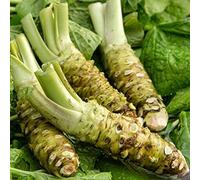 500 Pièces Graines de Raifort, Graines de Légumes Raifort, Forte Vitalité, Tolérance à la Sécheresse, Germe Facilement, Semences Potagères pour Jardin et Potager