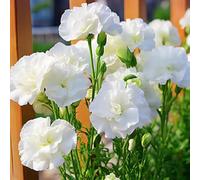 500 Pièces Graines d'Eustoma, Graine de Fleurs d'Eustoma, Graines Fleurs à Semer, Rare Semences de Lisianthus pour Jardin et Balcon, Tolérant à La Sécheresse, Adapté aux Débutants (Blanc)