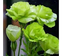 500 Pièces Graines d'Eustoma, Graine de Fleurs d'Eustoma, Graines Fleurs à Semer, Rare Semences de Lisianthus pour Jardin et Balcon, Tolérant à La Sécheresse, Adapté aux Débutants (Vert)