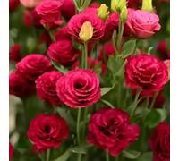 500 Pièces Graines d'Eustoma, Graine de Fleurs d'Eustoma, Graines Fleurs à Semer, Rare Semences de Lisianthus pour Jardin et Balcon, Tolérant à La Sécheresse, Adapté aux Débutants (Rouge)