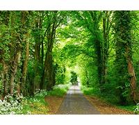 500 Pièces Jigsaw Puzzle - Convient pour Les Adultes - forêts Chemin Parc 52x38cm