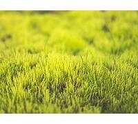 500 Pièces Jigsaw Puzzle - Convient pour Les Adultes - Gros Plan sur l'herbe Verte 52x38cm