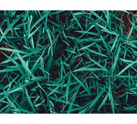 500 Pièces Jigsaw Puzzle - Convient pour Les Adultes - Gros Plan sur Une Plante d'herbe 52x38cm
