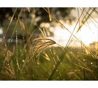 500 Pièces Jigsaw Puzzle - Convient pour Les Adultes - Herbe lumière du Soleil Gros Plan 52x38cm