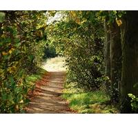 500 Pièces Puzzle DIY Jeu D'Intelligence Jeu Cadeau Unique - Chemin Arbres buissons 52x38cm