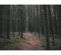 500 Pièces Puzzle DIY Jeu D'Intelligence Jeu Cadeau Unique - Chemin Arbres forêts 52x38cm