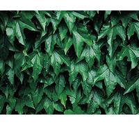 500 Pièces Puzzle DIY Jeu D'Intelligence Jeu Cadeau Unique - Feuilles Plantes arbustes 52x38cm