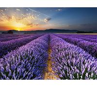 500 Pièces Puzzle DIY Jeu D'Intelligence Jeu Cadeau Unique - Fleurs des Champs de Lavande 52x38cm