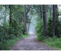 500 Pièces Puzzle DIY Jeu D'Intelligence Jeu Cadeau Unique - forêts Arbres Chemin 52x38cm