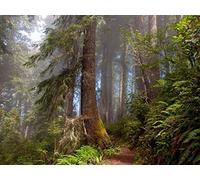 500 Pièces Puzzle DIY Jeu D'Intelligence Jeu Cadeau Unique - forêts Arbres été 52x38cm