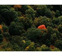 500 Pièces Puzzle DIY Jeu D'Intelligence Jeu Cadeau Unique - forêts Arbres Verts 52x38cm