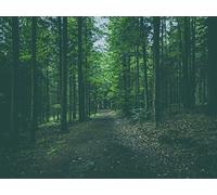 500 Pièces Puzzle DIY Jeu D'Intelligence Jeu Cadeau Unique - forêts Chemin Arbres 52x38cm