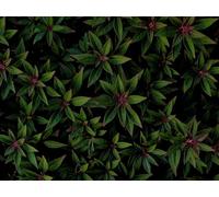 500 Pièces Puzzle DIY Jeu D'Intelligence Jeu Cadeau Unique - Plantes Feuilles arbustes 52x38cm