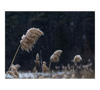 500 Pieces Puzzles en Bois pour Adultes-Roseaux,Tiges,Neige,Lac,Nature 52x38cm