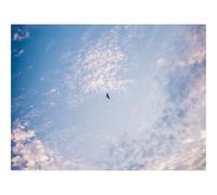 500 Pièces Puzzles pour Adultes Enfants-Oiseau,Ciel,minimalisme 52x38cm