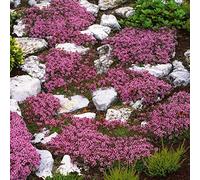 500 pièces Thym Serpolet Couvre Sol, Graines de Thym Rampant, de graines de Fleurs faciles à Planter Multicolores graines de thym rampantes Outil de Jardinage (Jaune)