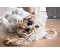 500 Puzzles, Chien Lhassa Apso, décoration de Bureau, Jouet à Faire soi-même pour Enfants 52 x 38 cm