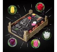 500x Bulbes de tulipes “UNICORN TREASURE” 5 coffrets bois - Mélange multicolore - Nouvelle récolte - Bulbes à fleurs de qualité hollandaise - Emballage réutilisable - BOLT Amsterdam (5 unités)